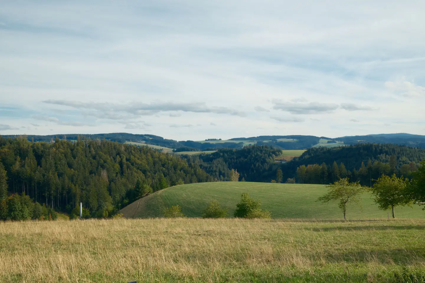 Bewaldete Hügel und Wiesen des Eggegebirges an einem hellen Tag
